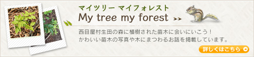 }Cc[ }CtHXg My tree my forest ډc̐XɐAꂽc؂ɉɂI킢c؂̎ʐ^؂ɂ܂邨bfڂĂ܂Bڂ͂